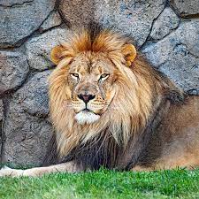 "You can put a caption for your image right here"