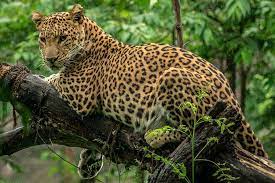 "You can put a description of the image here if you like, or anything else if you want."